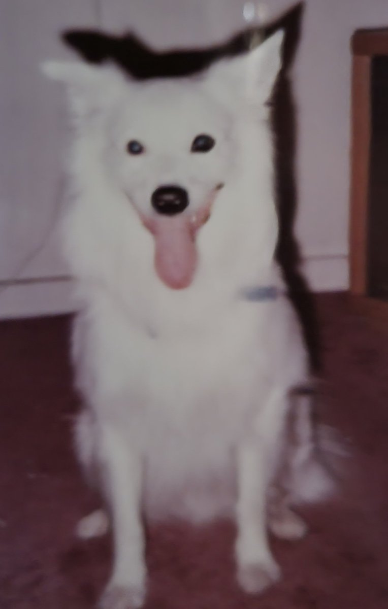 ferris316's tweet image. Eskimo Spitz ❤️🩷💙
#BatBat