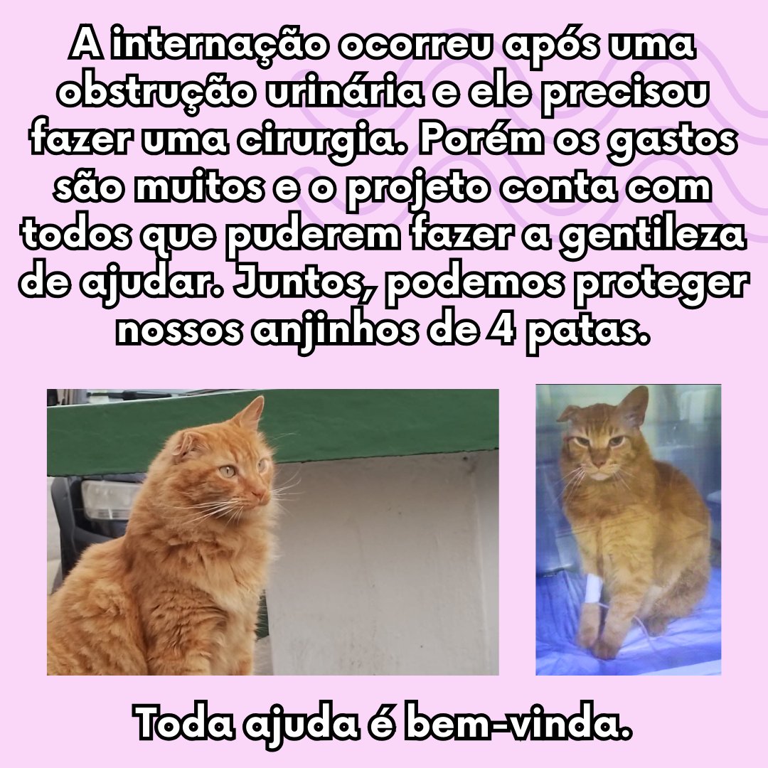 Dicas_da_Kira tweet picture