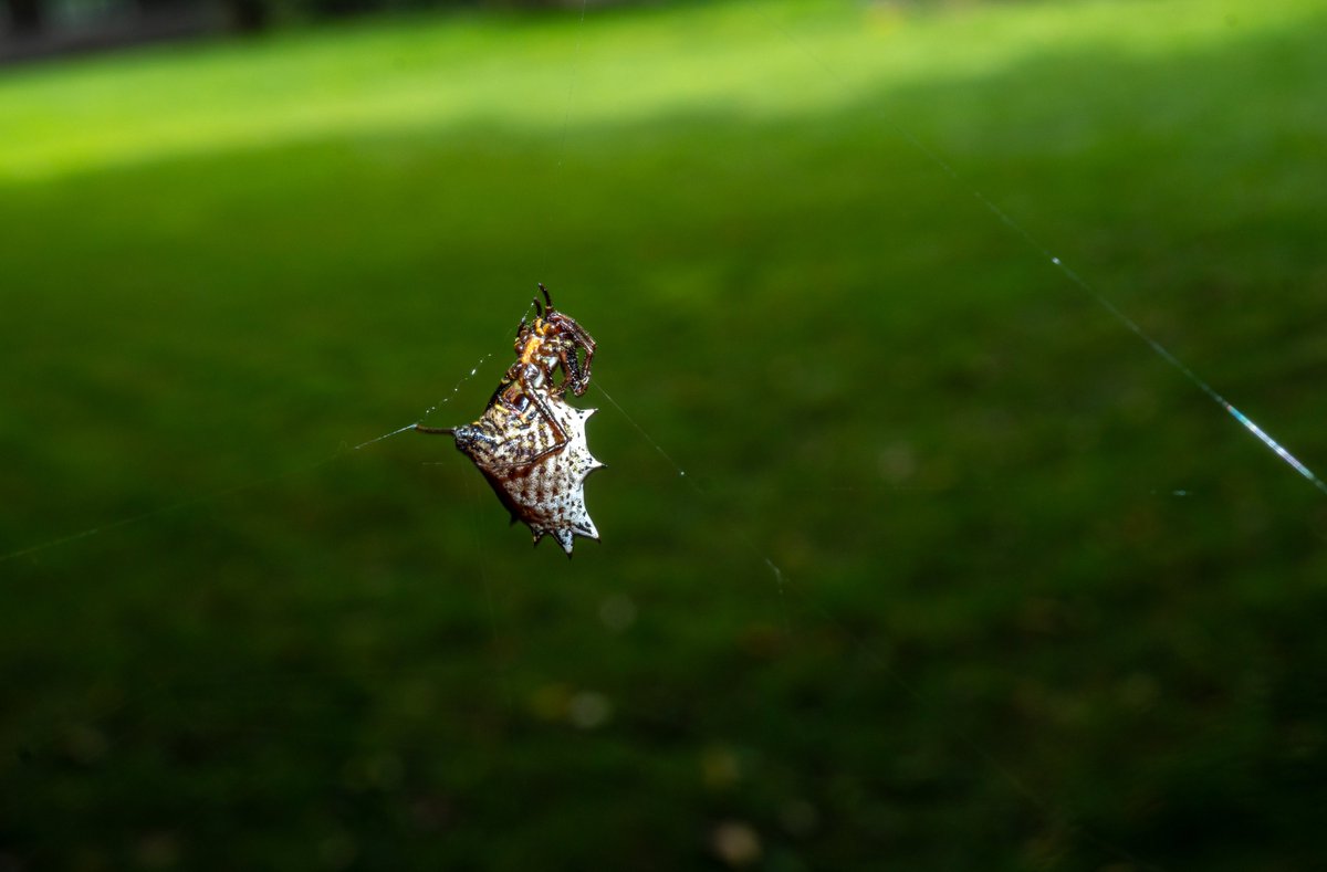 XmxHowes's tweet photo. 25% Off all tote bags, zip pouches, and puzzles today Only!
Closer Look At The Spined Micratena Spider for sale here https://t.co/fYsERID8pH #giftideas #walart #StrangeSpider #Spider #homedecor #bug #insect #macrophotography https://t.co/4Yp3iN1LzQ