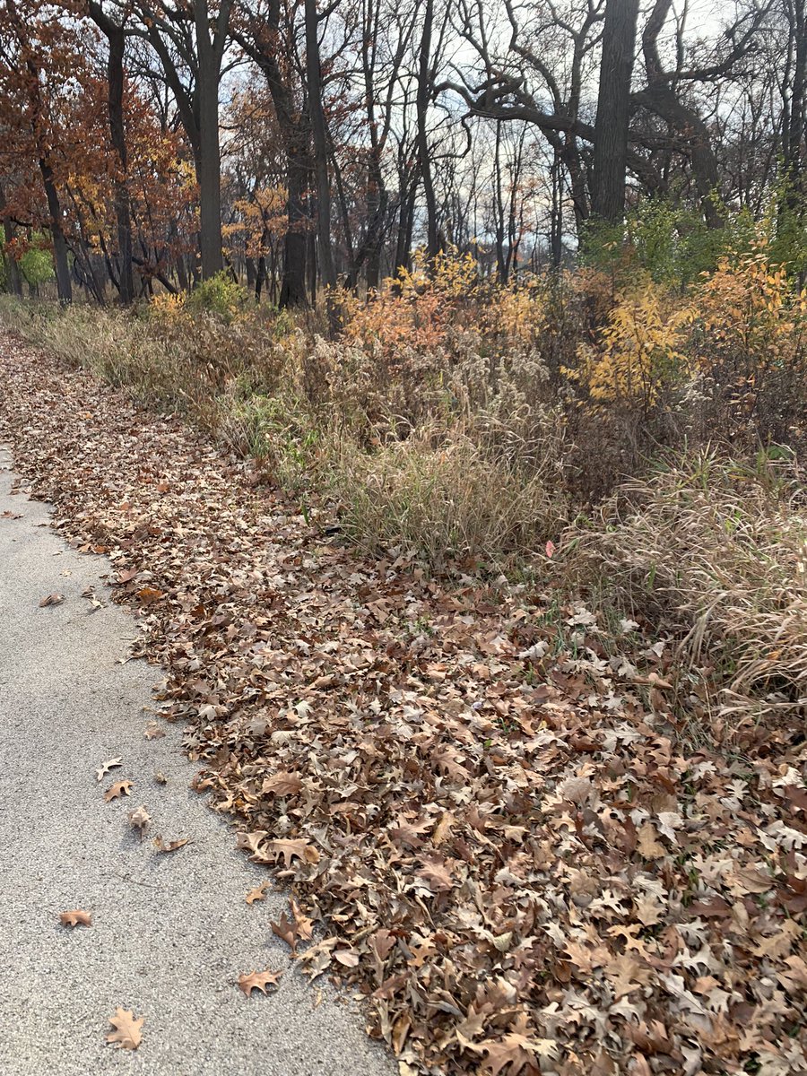 Martha__Carlson's tweet image. Likely my last bike-to-treatment of 2023. I am already looking forward to next year’s bike rides. This bike is a “find” given to my 23 yo when she was in 6th grade. It’s seen a lot. Special pic of 🦌 behind house. #cancer #exerciseonc (so to speak) #midwest #biking