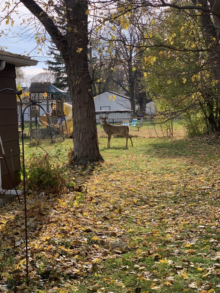 Martha__Carlson's tweet image. Likely my last bike-to-treatment of 2023. I am already looking forward to next year’s bike rides. This bike is a “find” given to my 23 yo when she was in 6th grade. It’s seen a lot. Special pic of 🦌 behind house. #cancer #exerciseonc (so to speak) #midwest #biking