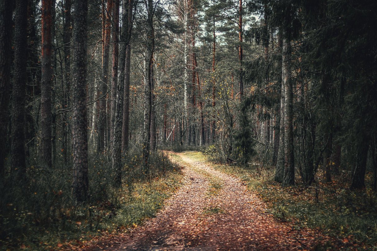Beheroght's tweet photo. #visaginas #forest #beautiful #pagan #лес #metal #landscape #пейзаж #magic #осень #autumn #lietuva #lithuania #eternity #путь #photography #soul #folk #day #nature https://t.co/7fcDZVpDLG