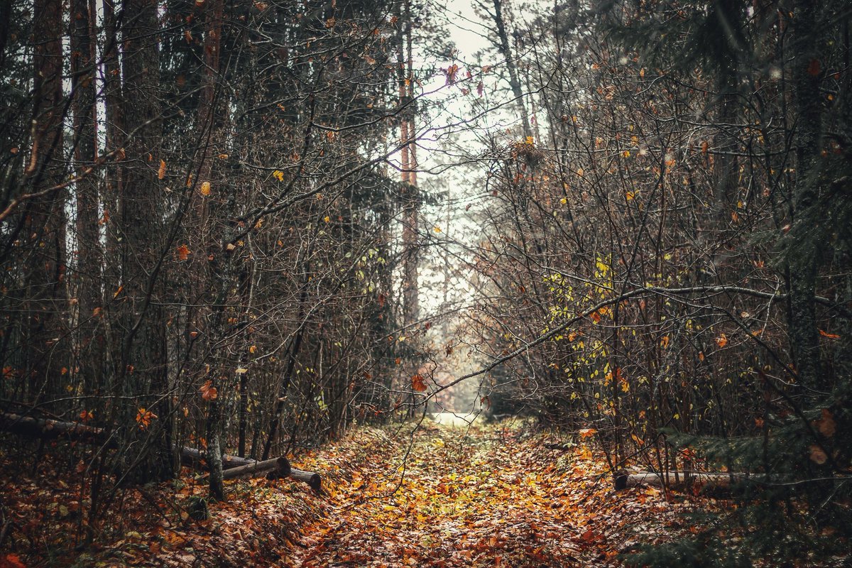 Beheroght's tweet photo. #visaginas #forest #beautiful #pagan #лес #metal #landscape #пейзаж #magic #осень #autumn #lietuva #lithuania #eternity #путь #photography #soul #folk #day #nature https://t.co/7fcDZVpDLG