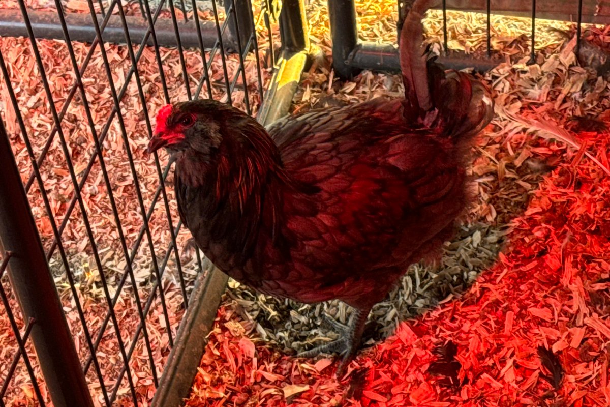 New on the online farmer's market: Ameraucana trio from Hazen Farms!

shop.roobeez.com/product/1453

📍 Available now in Lincoln, CA

#FarmersMarket #Chickens #ChickenBreeder #PlacerCounty