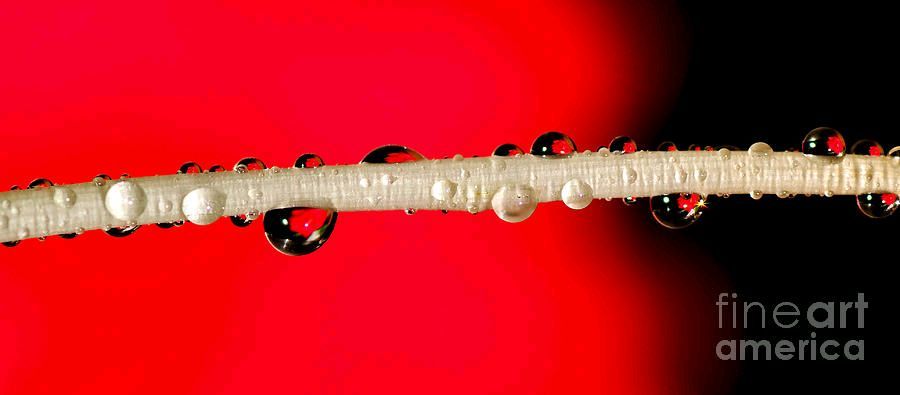 KayeMenner's tweet image. #Refractions Of A #Red #Rose Print by Kaye Menner #Photography #prints #lovely #products at:
 buff.ly/3sEHe8L
#Art #BuyIntoArt #AYearForArt #Artist #FineArtAmerica