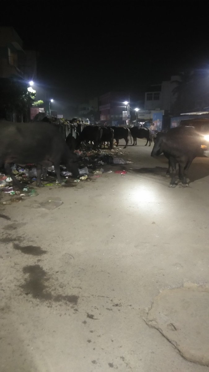 svaidhya1979's tweet image. The entire road is blocked by stray buffalo's in Annanoor Station road. This is happening on a daily basis. No action from Avadi Corporation @omjasvinTOI @PTTVOnlineNews @timesofindia