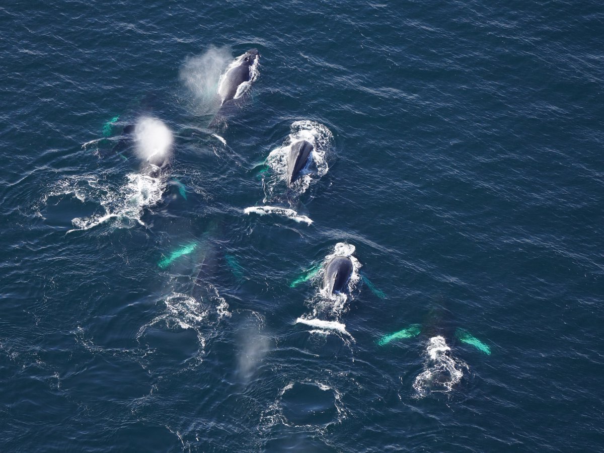 New England Aquarium tweet media