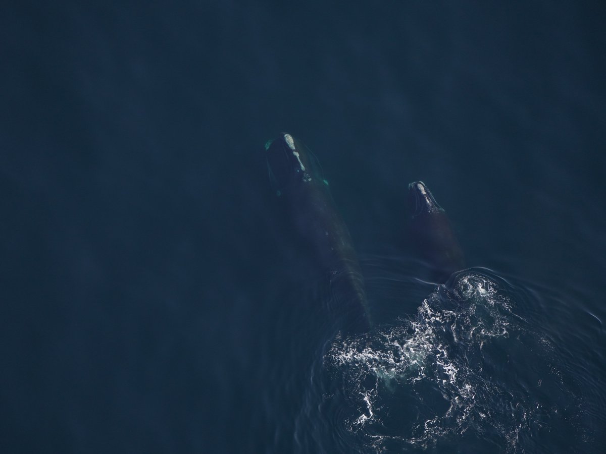 On a recent aerial survey in the Gulf of Maine, our #AndersonCabotCenter scientists spotted a diverse array of marine mammals, including a #BlueWhale, humpback whales, and a right whale mom and calf.

More: bit.ly/3QKgs71

📸 Taken under NMFS Permit #25739