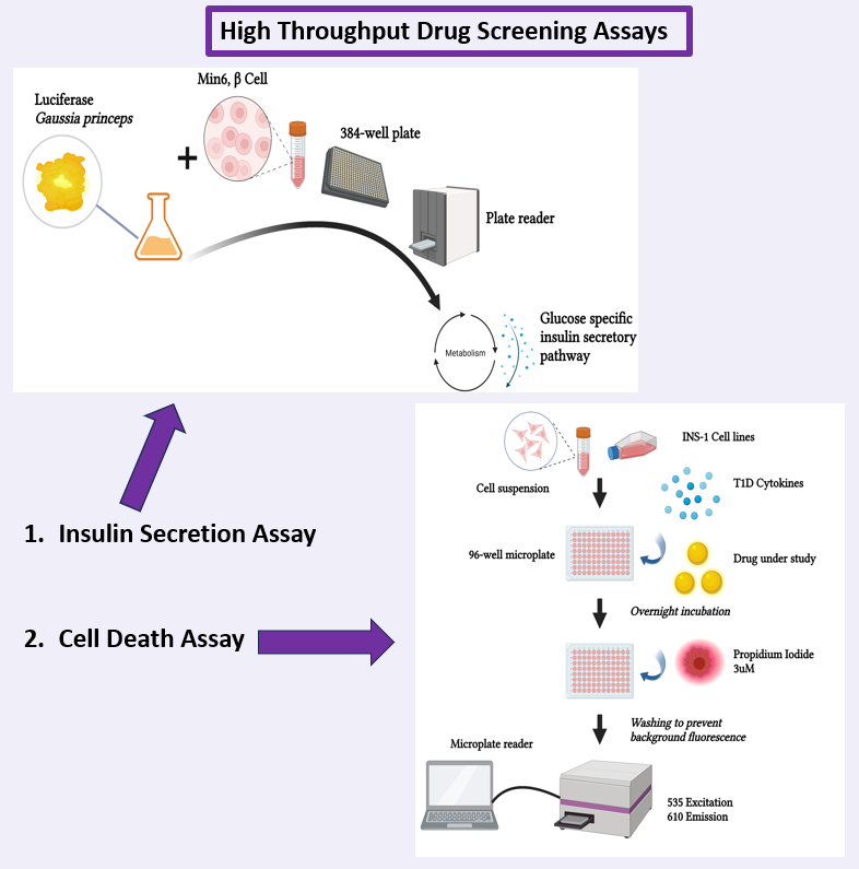 NidaAjmal3's tweet photo. Type 1 Diabetes (T1D) is a chronic disorder in which pancreatic beta cells are destroyed by an autoimmune response. Here is my ongoing research on T1D drug discovery and the development of drug screening assays @PBIOWriting #PBIOwriting #diabetes #insulindepletion #hyperglycemia https://t.co/L9JfG6jkkL