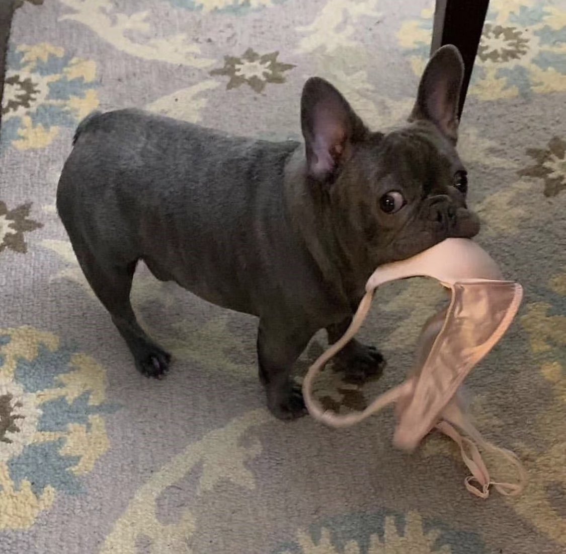 😂😂❤️
If u love Frenchie don't forget to follow! Also retweet 

#ilovemyfrenchie #thefrenchiepost #dailyfrenchie
#instafrenchie #loveabully #frenchieofinstagram
#frenchbulldoglove #frenchbulldogstagram
#frenchiebulldog #frenchiesquad #frenchiepost