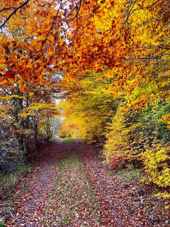 sorianitelaimag's tweet photo. ¡Disfruta de los colores del otoño en el Hayedo de Diustes!
La Comarca de Tierras Altas, en el norte de la provincia de Soria, no deja de sorprendernos 🤩
📸 @paleont_turismo.villardelrio
#Diustes #TierrasAltas #Soria #SoriaNiTeLaImaginas #Turismo #CastillaYLeon #Naturaleza https://t.co/ITgr78NwMo