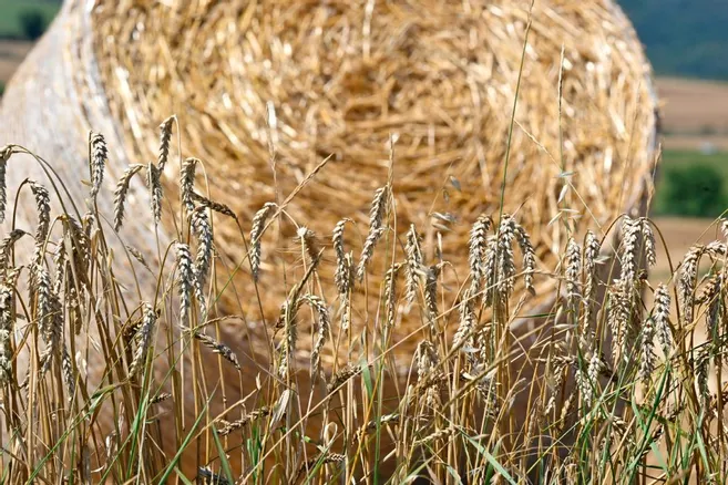 Pour ce céréalier du Puy-de-Dôme, "on peut diminuer son utilisation, mais on ne peut pas se passer du glyphosate" 👨‍🌾

▶ lamontagne.fr/clermont-ferra…