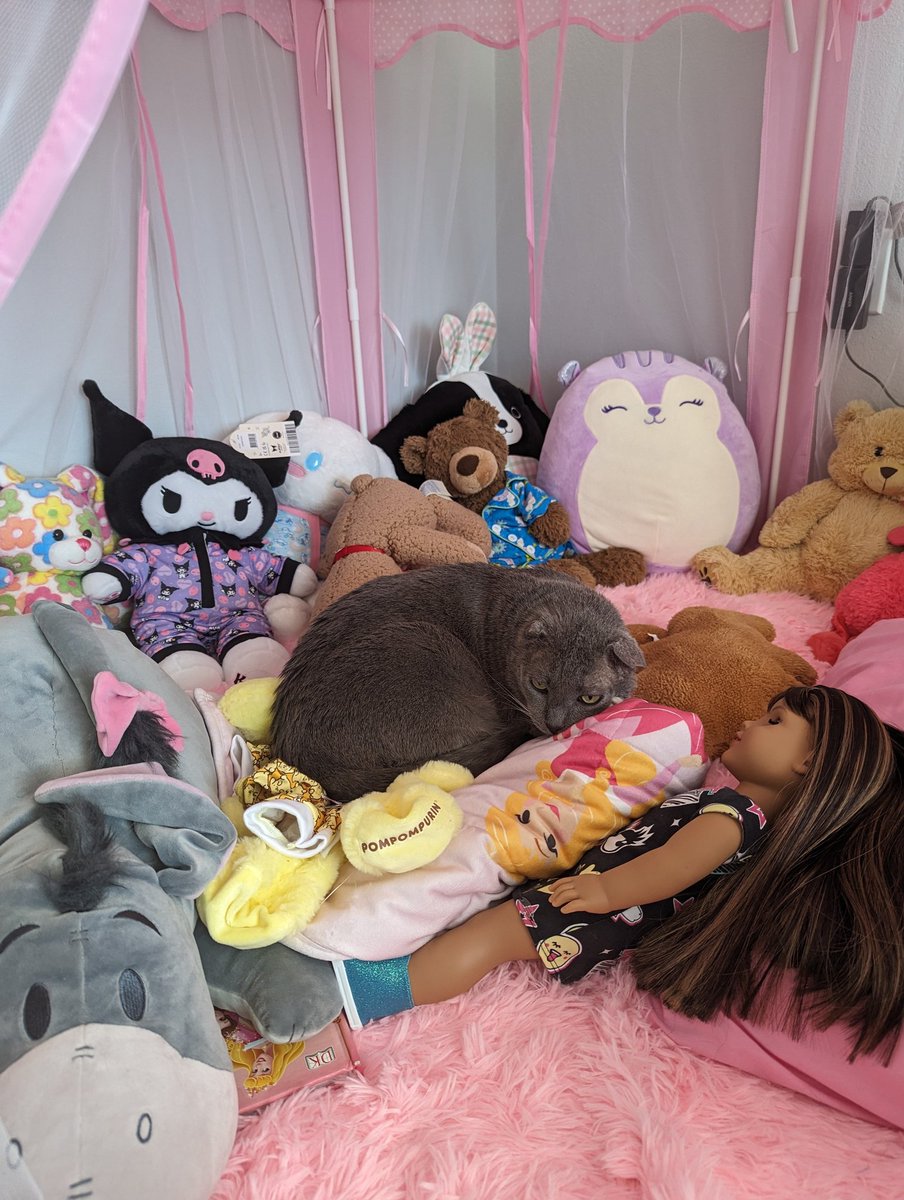 strwbbyluv's tweet photo. my kitty likes to sleep in my tent (⁠◍⁠•⁠ᴗ⁠•⁠◍⁠)⁠❤ he is a princess ^⁠_⁠^ https://t.co/AmPvo7Vix7