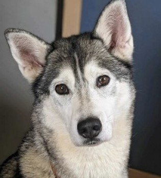 millypod1's tweet photo. 🆘15 NOV 2023 #Lost ZIPPER #ScanMe
Grey/White Siberian Husky Female
Rendlesham Forest #Suffolk #IP12
(last sighting at the Froize pub heading towards Tunstall Forest 16.11.23 @ 10:30)
https://t.co/JCmtQaTYjl https://t.co/U8CPFYOEn3