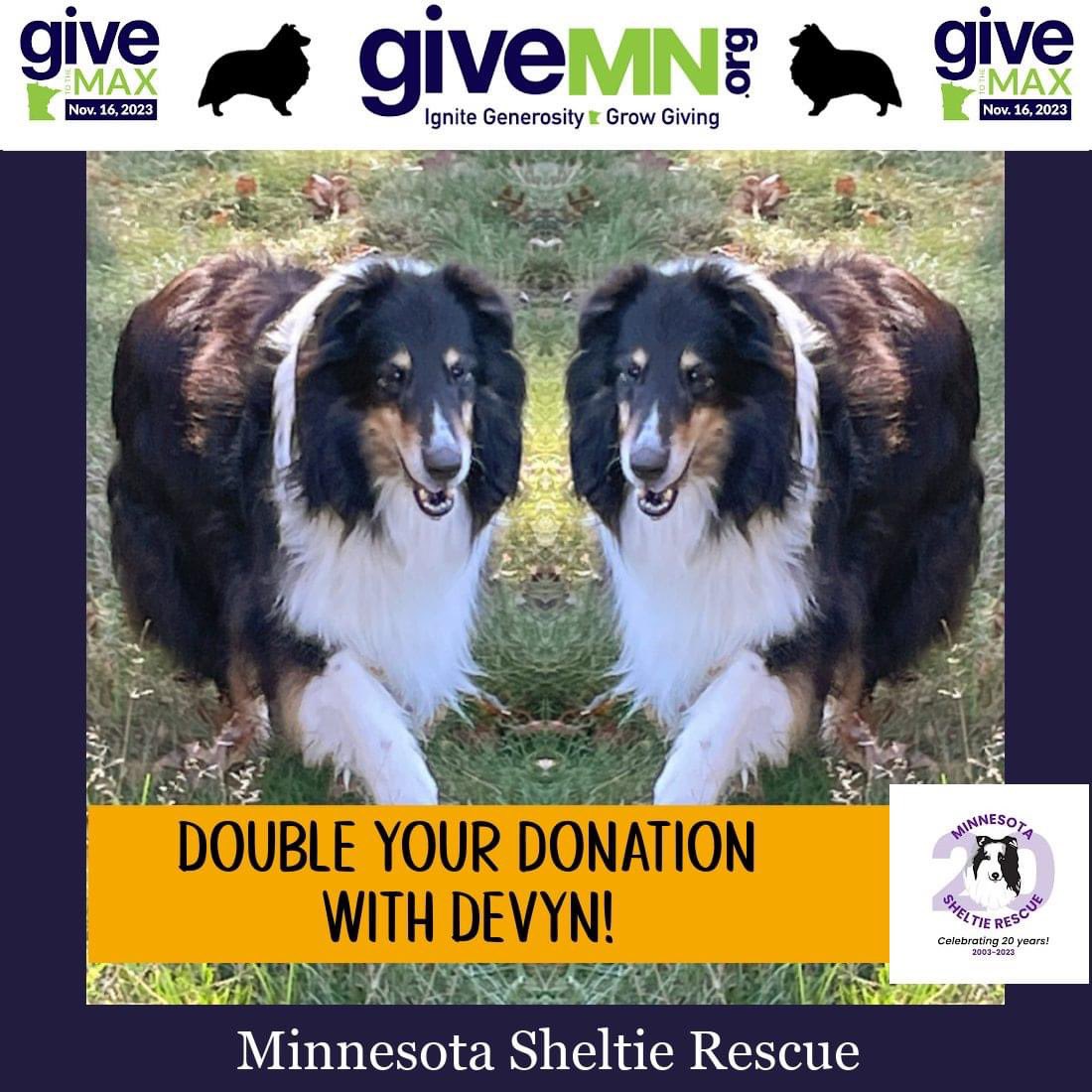 For Shelties with ongoing health or behavioral needs or of advanced age, we offer the 'Special Needs Long Term Care' program, with the benefits of the love of a longterm foster family,  and continued support from #MnSheltieRescue 💜🐾 givemn.org/organization/M…  

#GTMD23 #ThankYou