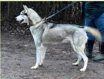 millypod1's tweet photo. 🆘15 NOV 2023 #Lost ZIPPER #ScanMe
Grey/White Siberian Husky Female
Rendlesham Forest #Suffolk #IP12
(last sighting at the Froize pub heading towards Tunstall Forest 16.11.23 @ 10:30)
https://t.co/JCmtQaTYjl https://t.co/U8CPFYOEn3