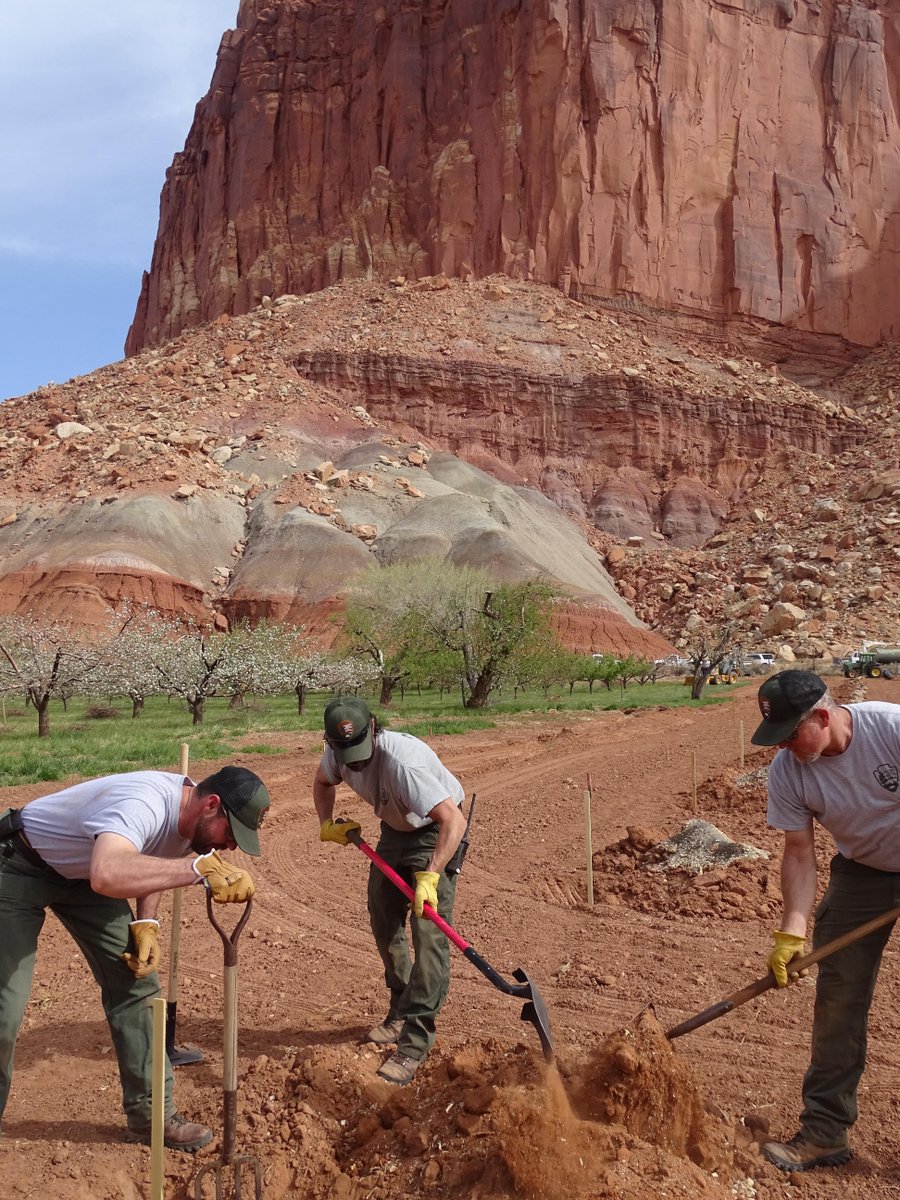 CapitolReefNPS's tweet image. Capitol Reef is hiring! There are both seasonal and permanent positions. Learn more &amp;amp; apply at usajobs.gov; search Torrey, UT as the location. The openings are Maintenance Worker, Laborer, Gardener, Archeological Technician, and Facility Management System Specialist.