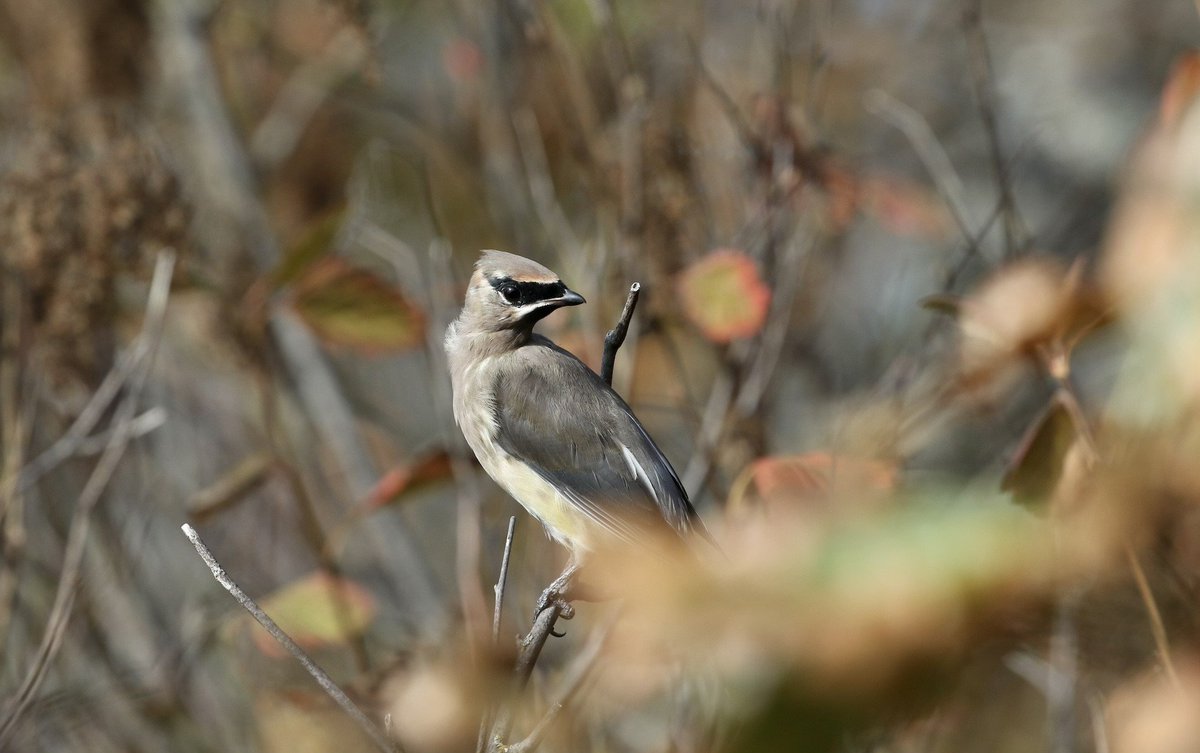 Last month, the Victoria Harbour Migratory Bird Sanctuary (VHMBS) turned 100! To wrap up the celebrations, enjoy these photos taken at Matson Conservation Area by Eva Wainwright: hat.bc.ca/blog/birds-at-…