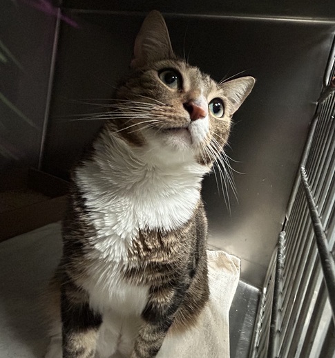 NYCDEATHROWCATS's tweet photo. THERE ARE 31 ANIMALS ( 9 CATS &amp; 22 DOGS)  AT RISK FOR SATURDAY 11/18/23 DEADLINE IS NOON. PLEASE SHARE, FOSTER, ADOPT, TAG FRIENDS, POST TO SOCIAL MEDIA SITES, PLEDGE TO HELP SAVE THEIR LIVES. NEW PHOTOS https://t.co/Rt2PL8RaPy https://t.co/tJ2dUuoK7Y