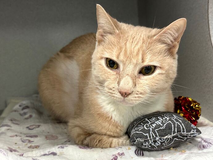 NYCDEATHROWCATS's tweet photo. THERE ARE 31 ANIMALS ( 9 CATS &amp; 22 DOGS)  AT RISK FOR SATURDAY 11/18/23 DEADLINE IS NOON. PLEASE SHARE, FOSTER, ADOPT, TAG FRIENDS, POST TO SOCIAL MEDIA SITES, PLEDGE TO HELP SAVE THEIR LIVES. NEW PHOTOS https://t.co/Rt2PL8RaPy https://t.co/tJ2dUuoK7Y
