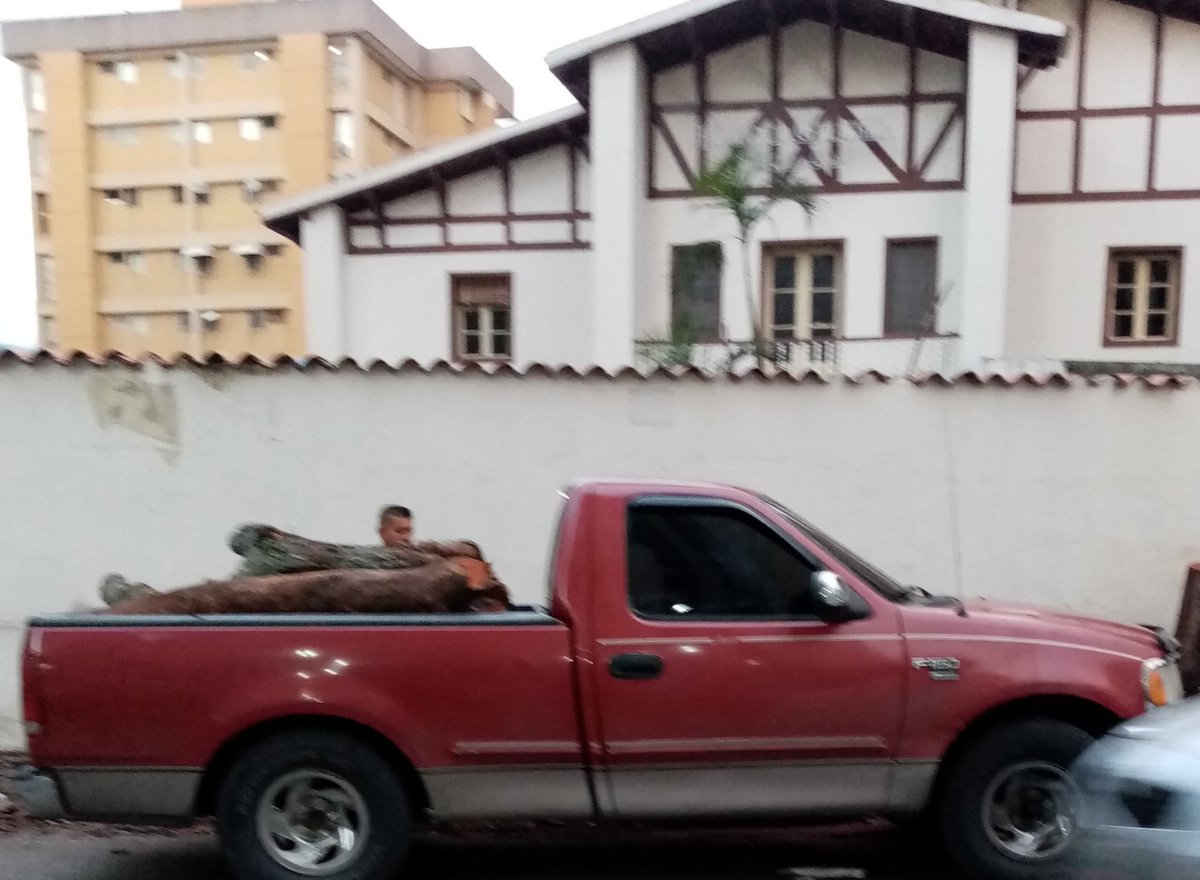 Del árbol podado en la calle Berrizbeita del Paraíso, se puede aprovechar la leña.
