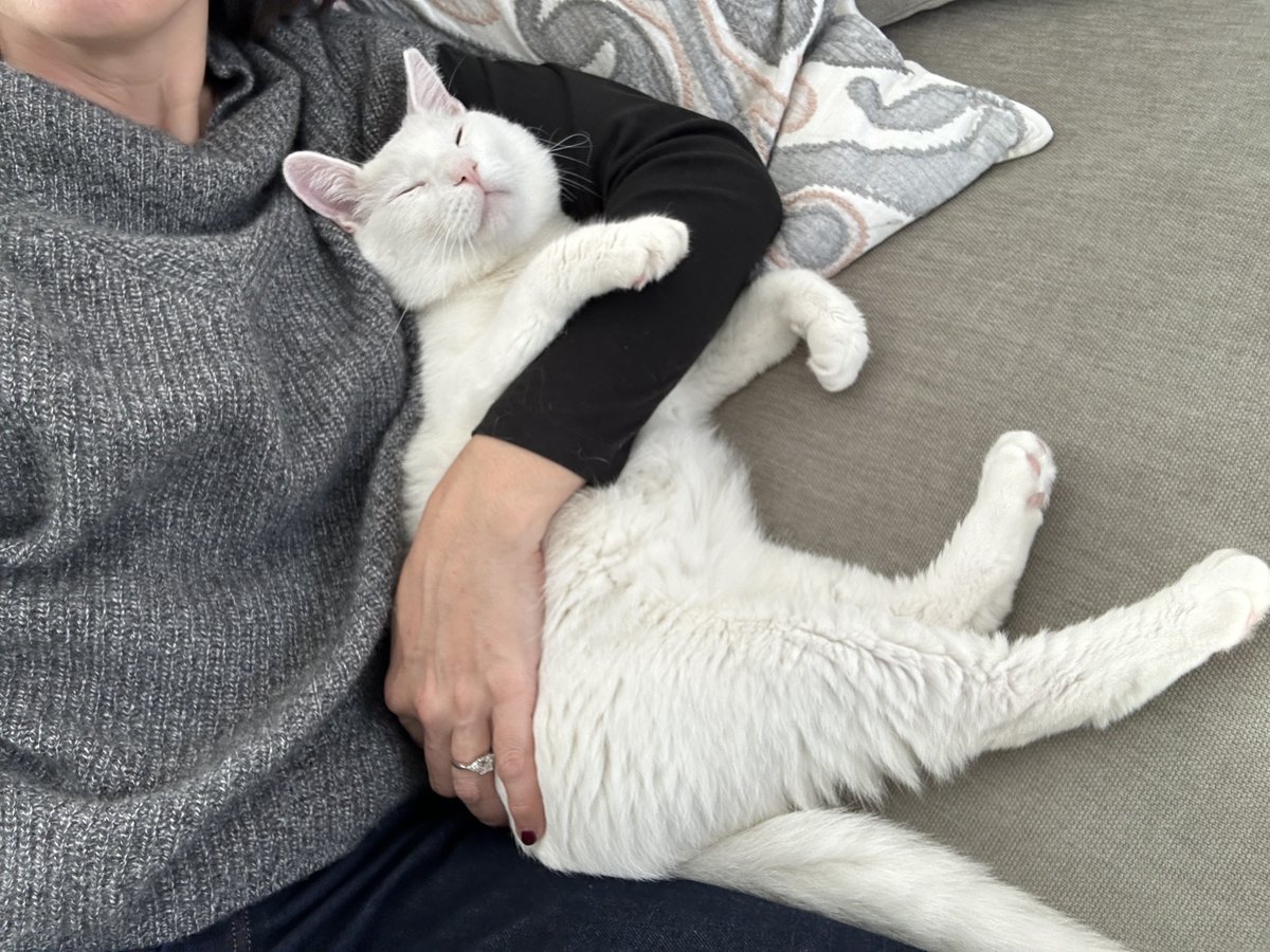 Meet adoptable Snowball❄️! He's a sweet and elegant gentleman🧐 but still has a silly side. He is very playful yet appreciates a good cat nap. Snowball is very affectionate with his human companions and is okay living with dogs but hasn't tried living with other cats