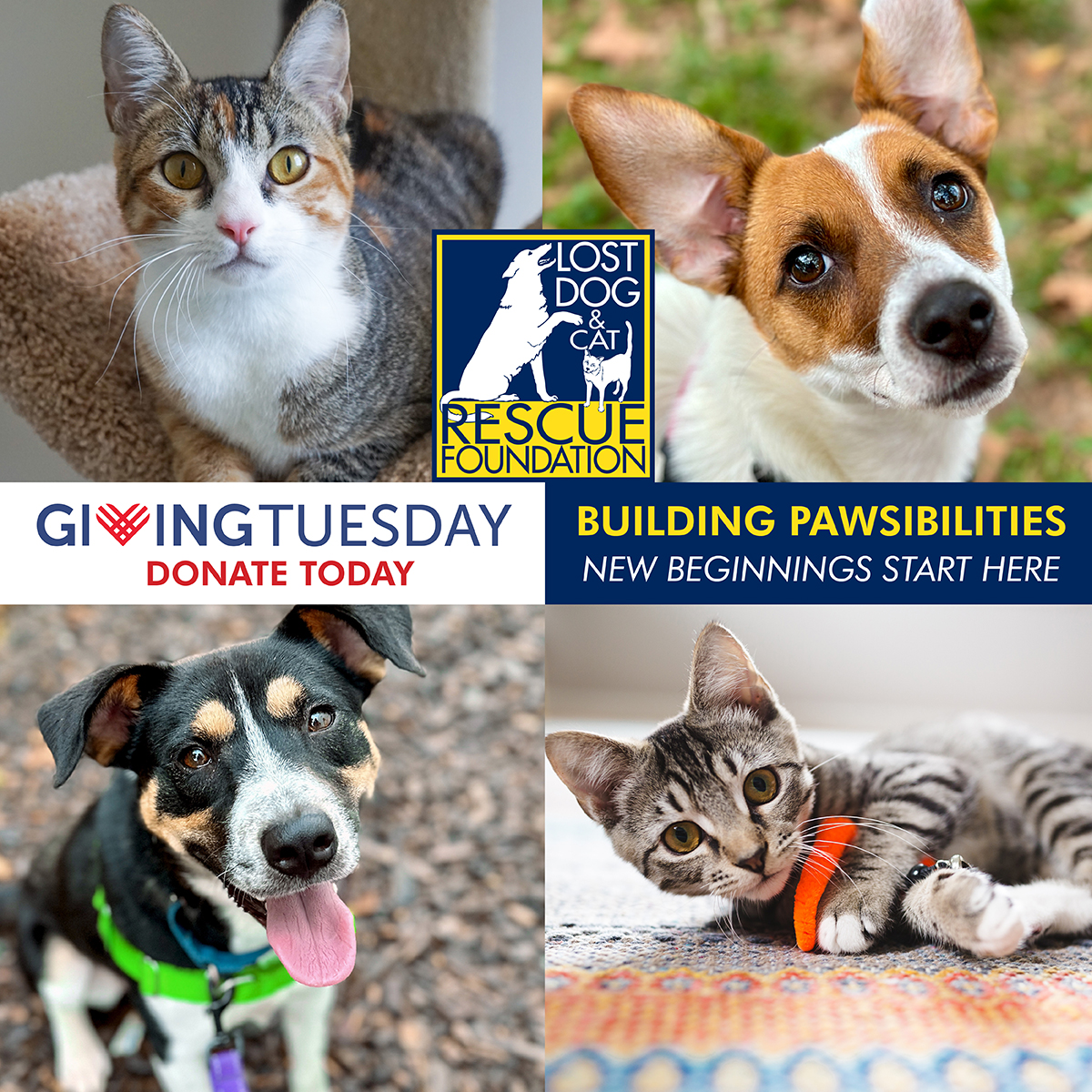 lostdogrescue's tweet photo. As we approach #GivingTuesday, join us in laying the foundation for a place where recovery, joy, and new families begin. Together, let's build pawsibilities for our cherished animal companions. 🤝🐾

Click the link in our bio to donate or text "PAWS4LIFE" to 44-321. https://t.co/XoSpD7kQC9