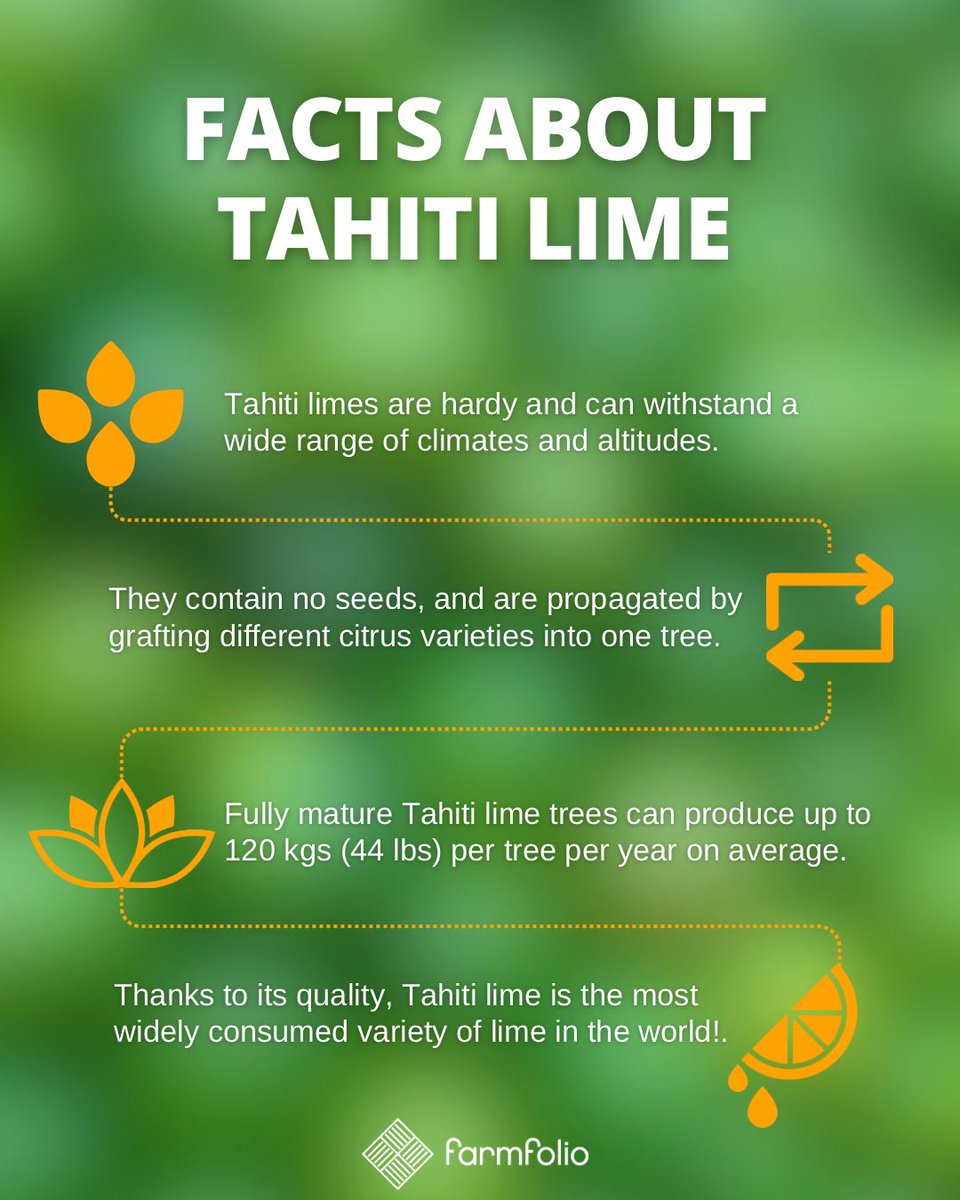 farmfolio's tweet photo. The Tahiti lime is an icon of the citrus category. A staple in desserts, cocktails, and a wide variety of culinary traditions, this richly colored little fruit hides a stunning amount of history and biological complexity. 

Click here to read more: https://t.co/ZkVtKSJHte https://t.co/NORznnoj0U