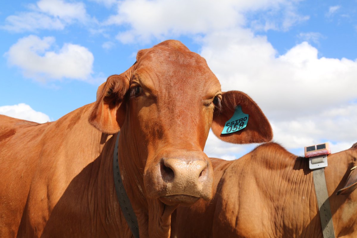 Michelle Colgrave (@michellecolgrav) on Twitter photo Celebrating National Ag Day with <a href="/CSIRO/">CSIRO</a> at <a href="/QldFarmers/">Queensland Farmers' Federation</a> breakfast after a great week at #ArmidaleConnected #Growyourgoodthing Celebrating National Ag Day with <a href="/CSIRO/">CSIRO</a> at <a href="/QldFarmers/">Queensland Farmers' Federation</a> breakfast after a great week at #ArmidaleConnected #Growyourgoodthing