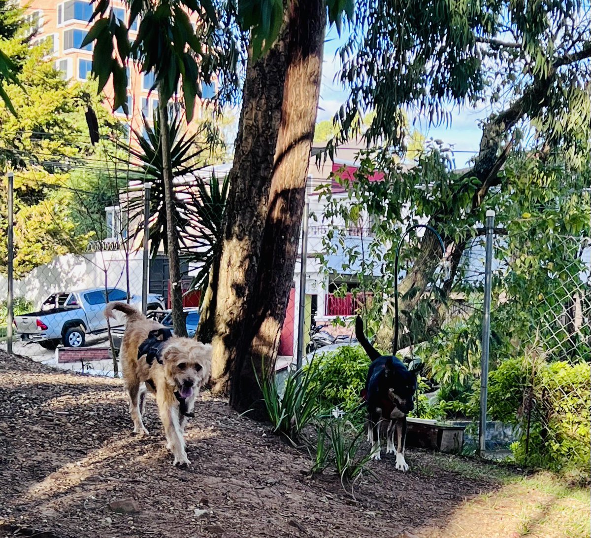 ZmixVal's tweet photo. Nina y Pancho estuvieron felices corriendo hoy, jugando juntos..les dan un RT a ver si de repente se hace un milagro y consiguen hogar juntos? #urbanshelter #AdoptaNoCompres https://t.co/I5sIkF7TM0