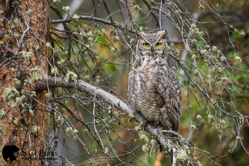 Wilderness Watch tweet media