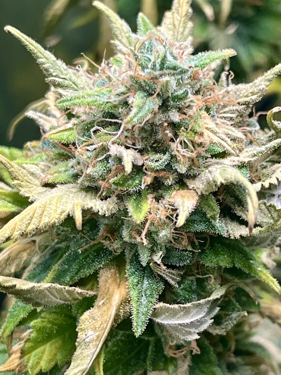 AK's 420 Garden 🌱 tweet media