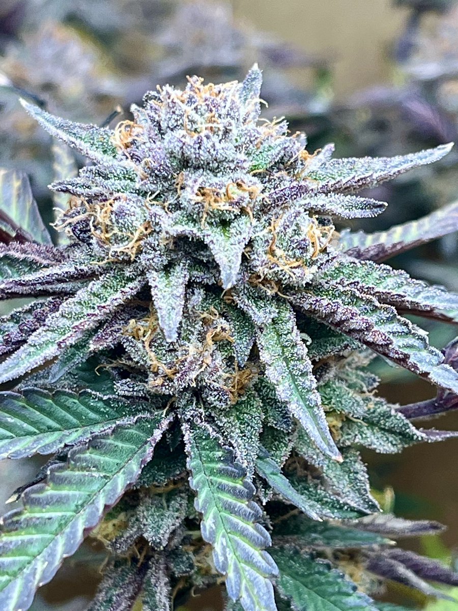 AK's 420 Garden 🌱 tweet media