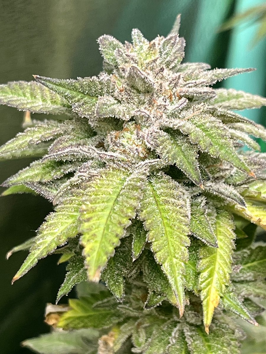 AK's 420 Garden 🌱 tweet media