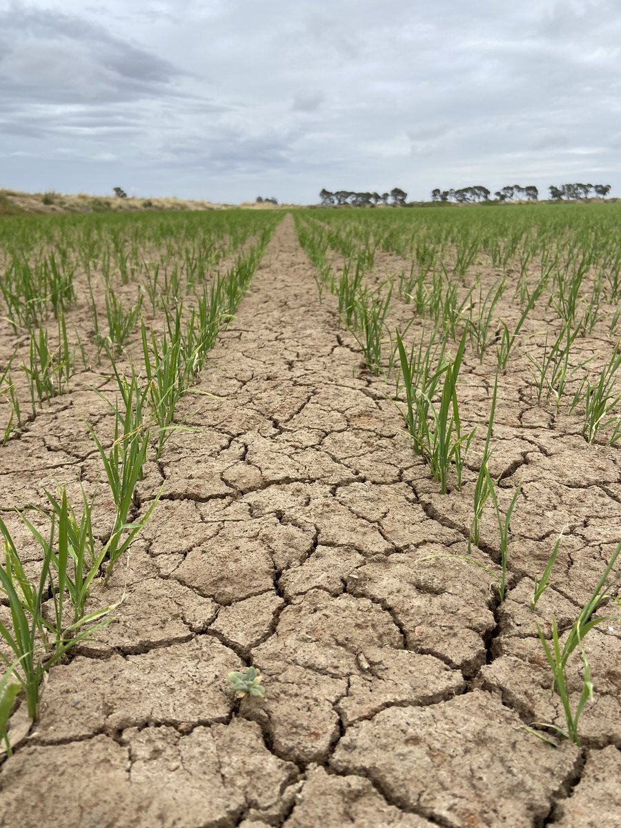 After what’s been a challenging start to the year, we’re finally starting to see uniformity, establishment and crop growth in #drillrice, looking forward to urea application and some permanent water in the next week. <a href="/ricegrowers/">RGA</a> <a href="/SeftonAg/">Sefton Agronomics</a> <a href="/RiceExtension/">Rice Extension</a>