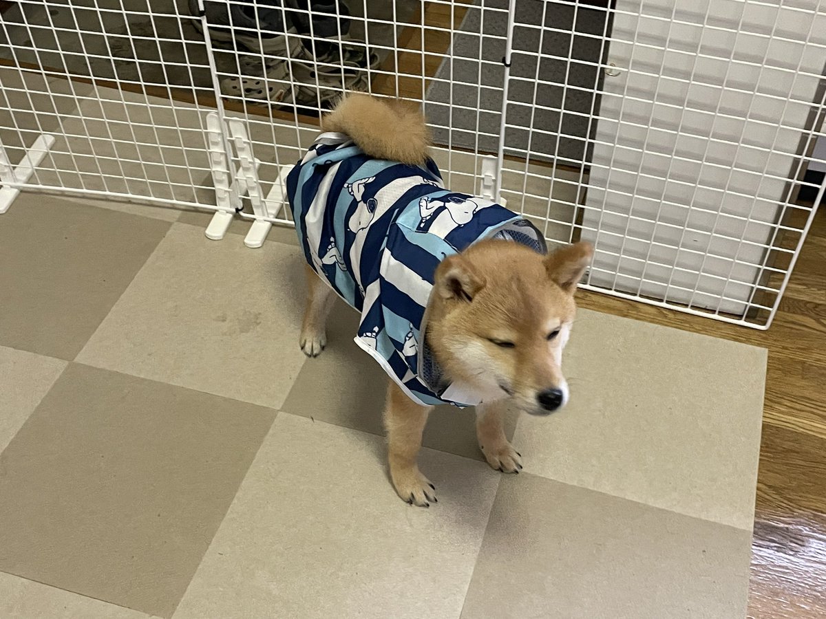 初めての雨☔️そして初めてのカッパで
イヤな顔🐶
#豆柴 #柴犬 #柴犬のいる暮らし #犬好きさんとつながりたい