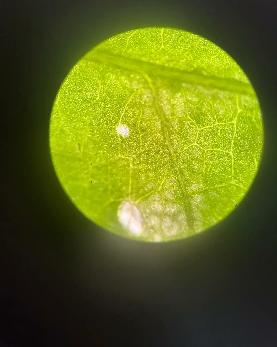 ShenandoahMS's tweet photo. Check out our Biology students as they look at live plant cells. Our new teacher, Ms Espinosa, assited Mr. Fernandez in teaching about plant cellls.#SMSScience #YourBestChoiceMDCPS @MDCPS @MDCPSCentral @SuptDotres @miamimagnets @MariTereMDCPS @MDCPSSci https://t.co/rkVNE9xNda