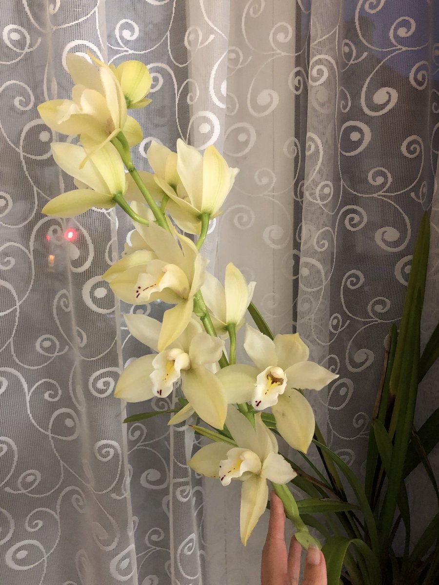 AlmuthGraphics's tweet image. Bring it on, baby - 14 blossoms this year!!!! 😍🥰😍 @duncstorey we finally figured out that this beauty loves spending the summer outside.