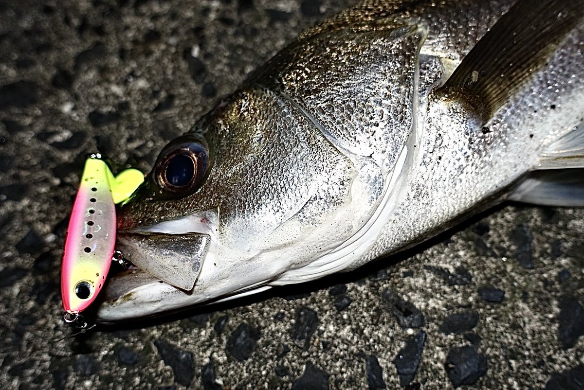 toshizou0036's tweet image. 昨夜は土砂降りになる前に🐟

バイブラマレット60Sで♪
カラーはfimoオリカラ【ルビーパッション】

小さいボディでもヘッドとテールのチャートカラー、水の中にあるだけで勝手に動くピロピロテールでアピール抜群です😎
#fimo #fimoフィールドモニター