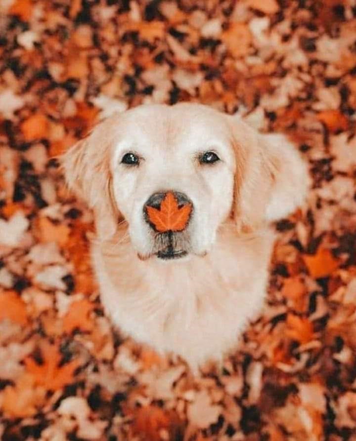 mymusicliveson's tweet photo. #Ladies >>#Gents > #BeautyOfSeasons >>#OnTheHorizon >
๐๐ฐ๐>> #InterestedIn>> >>#Your>>#Music๐ต๐ถ๐ธ๐ป๐ท๐ช๐น >#Video ๐น >#Art๐ผ๏ธ>>#BeingPlaced>>
#FallSection #2023? โ๏ธ๐#Artists>>#Groups >#HitMeUp>>#DM
@mymusiclivesonโฆ
#YourMusicLivesHere #Starts #9/25/23 https://t.co/t5Lml6HFjE