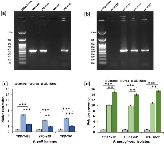 yakzaf's tweet photo. Differential expression of urease genes and ureolytic activity of uropathogenic Escherichia coli and Pseudomonas aeruginosa isolates in different nutritional conditions. #ArchivesOfMicrobiology https://t.co/dIpQ5ybcts #expression #urease #ecoli #Pseudomonas
@YenUniT @ResearchYen https://t.co/II3b1JaWAo