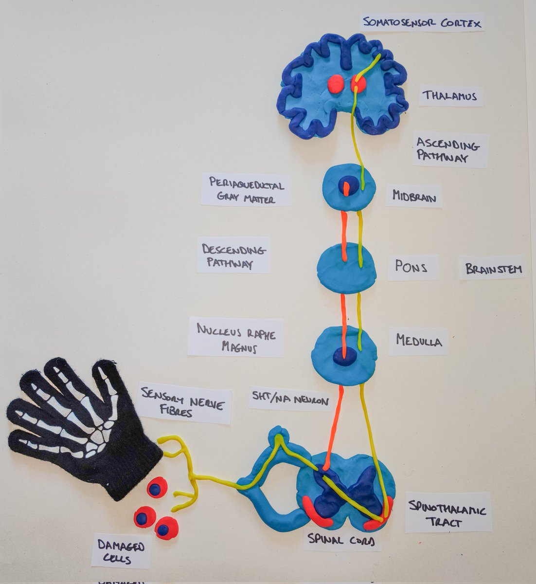 Nic__Allen's tweet photo. Making pain pathways with Playdoh for my lecture slides. Time consuming but worth it and a good way to teach/revise @BrightPhysios https://t.co/wVT4LHpjUz