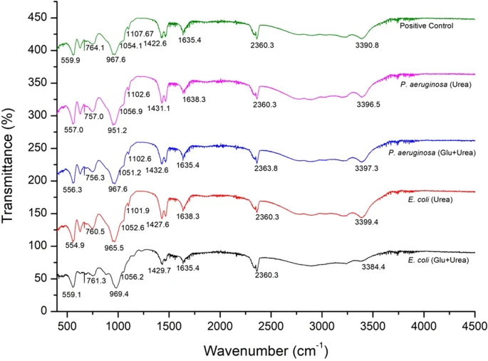 yakzaf's tweet photo. Differential expression of urease genes and ureolytic activity of uropathogenic Escherichia coli and Pseudomonas aeruginosa isolates in different nutritional conditions. #ArchivesOfMicrobiology https://t.co/dIpQ5ybcts #expression #urease #ecoli #Pseudomonas
@YenUniT @ResearchYen https://t.co/II3b1JaWAo