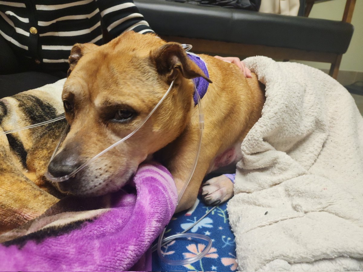 Noah Gittell tweet media