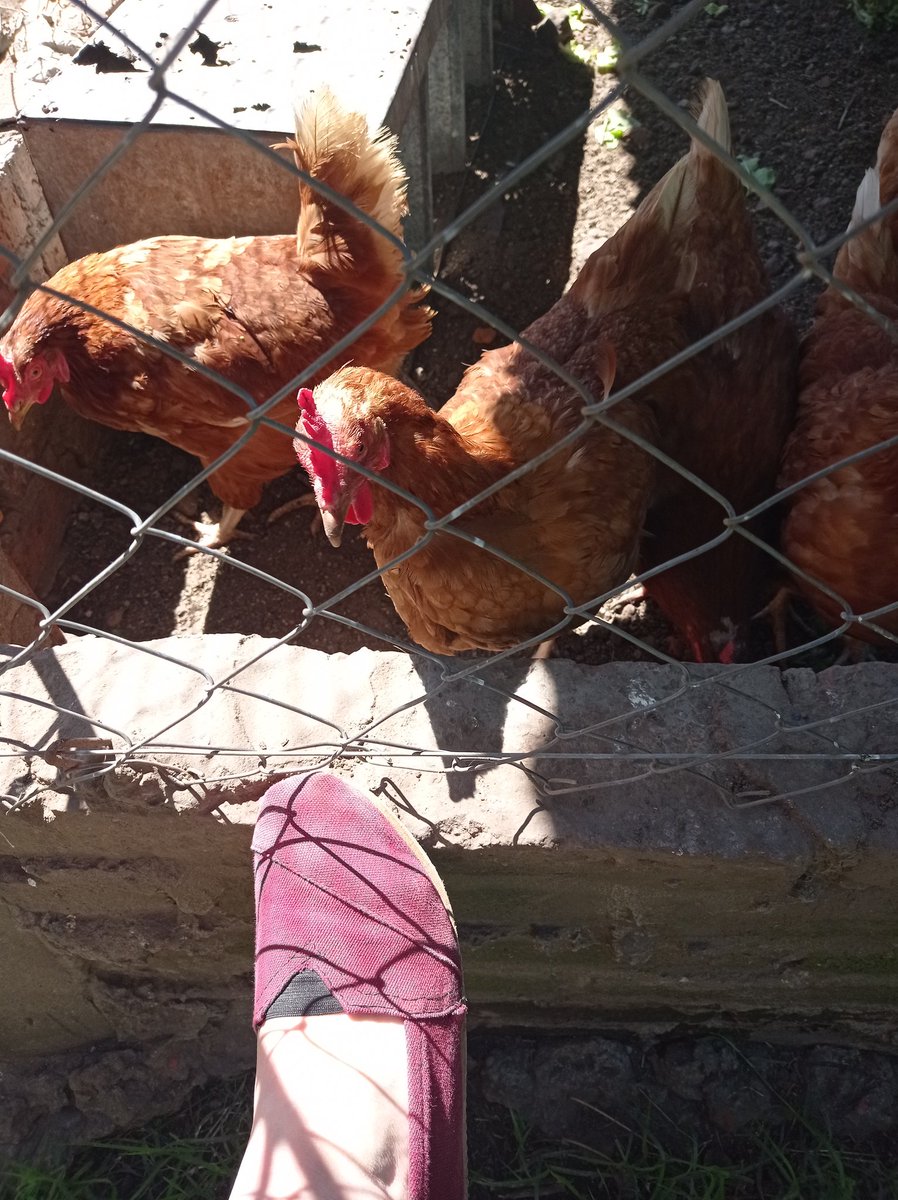 MPaulaCarnevale's tweet photo. #Hilo🧵 
#FOTOS 📸
#camperas 🧥 (?) 
#gallina #ponedora https://t.co/ySkQqkxtN4