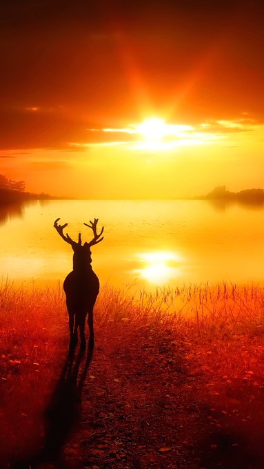 " Deer to see this beautiful sunset "  🦌