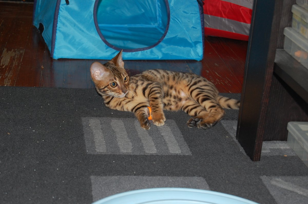 #Bengalicious #CatsOfTwitter #XCats #TeamBengal #TeamBengalForever #BengalCat #LoveNeverDies #WeLoveMewFam #ThrowbackThursday Little me. I never got much bigger. #ZSHQ