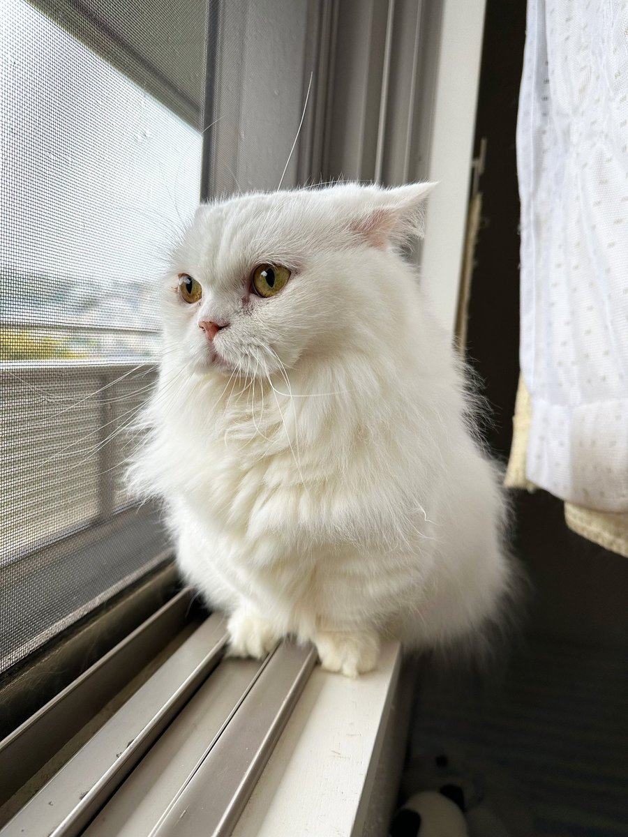 rrmcat's tweet photo. おはようございます！！
今日は雨ですね☔️
#cat #猫 #猫のいる幸せ #猫好きさんと繋がりたい https://t.co/0br2gXY5rh