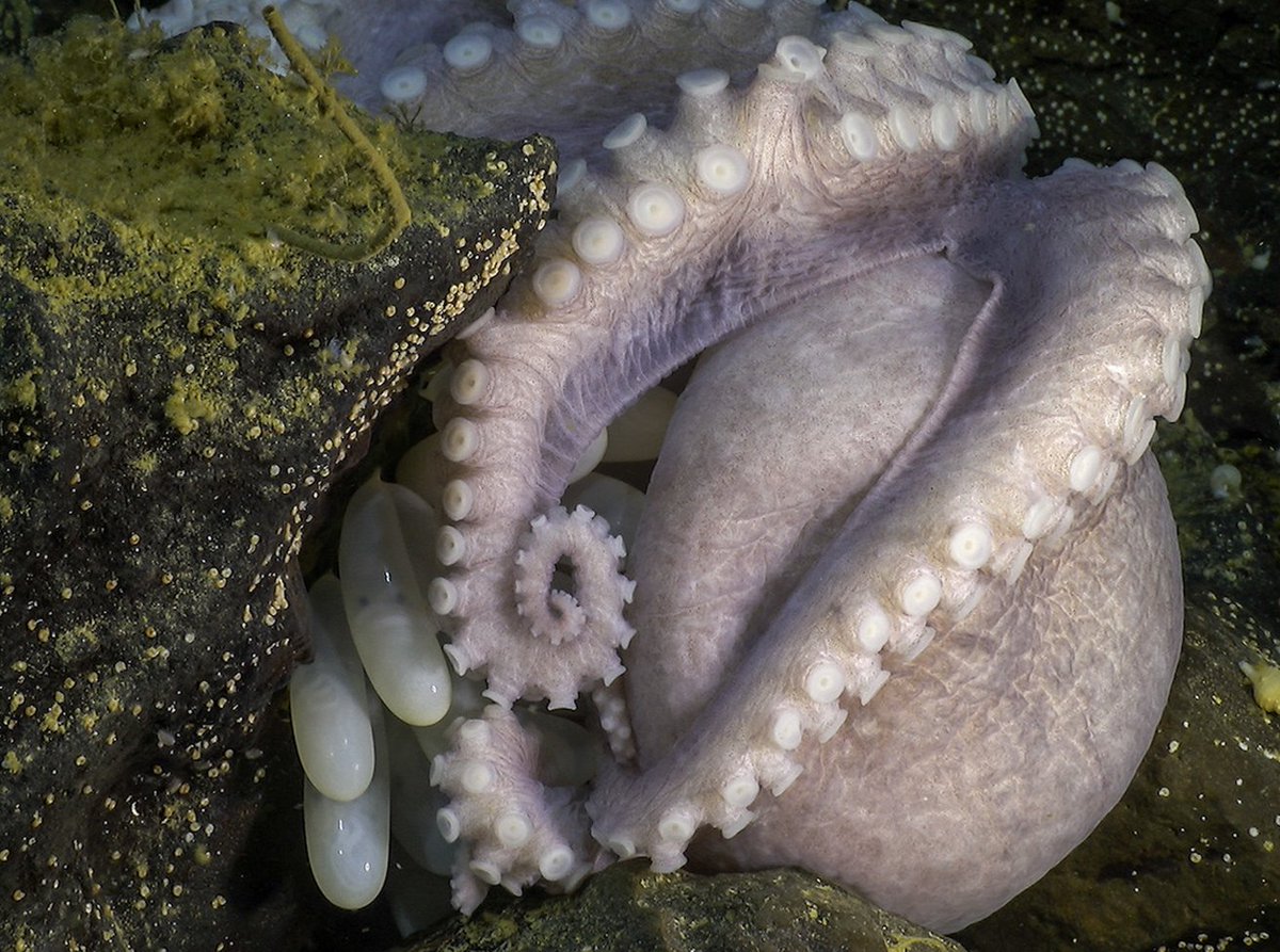 MBARI_News's tweet photo. The Octopus Garden captured the curiosity of millions of people around the world. MBARI and its advanced deep-sea technology have helped @bbcearth share the story of these deep-sea octopus moms as part of their new series, Planet Earth III.

Learn more: https://t.co/pdEZavRe7R https://t.co/qrGSB2Kgh5