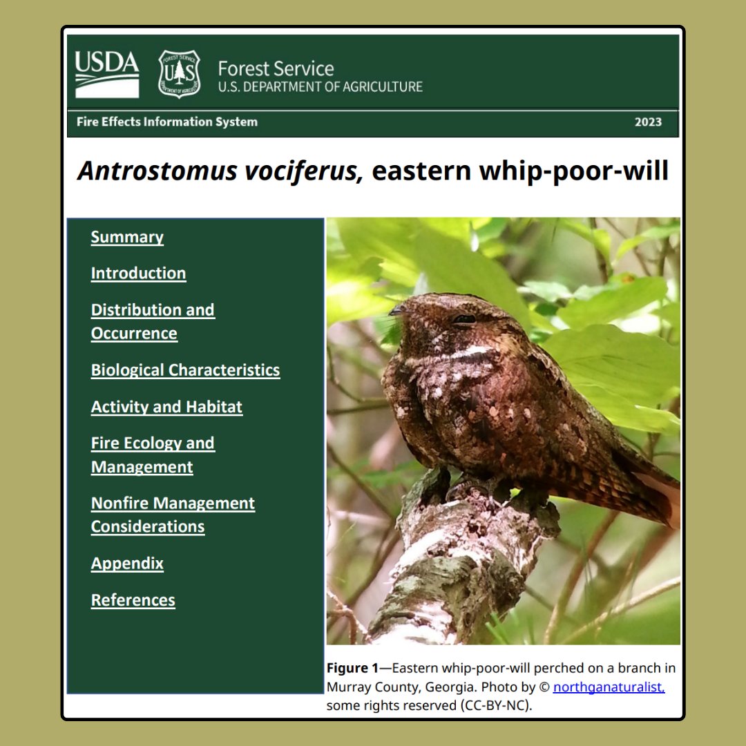 oakfirescience's tweet image. fs.usda.gov/database/feis/…
Interested in the #EasternWhipPoorWill? This #USFS Fire Effect Information System (FEIS) review synthesizes info available in the scientific literature as of 2023 on the biology, ecology, and effects of fire on this species.
#firescience #fireecology